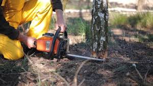 Best Tree Planting Services  in Centerville, TN