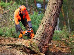 Best Tree Disease Treatment  in Centerville, TN