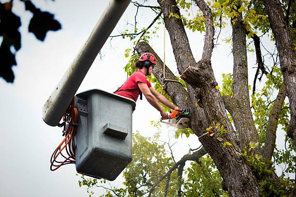 Best Arborist Consultation Services  in Centerville, TN